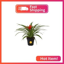 Costa Farms Bromeliad, Live Indoor Plant, Easy Care, Home Decor