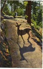 Wild Deer in the Rockies Sanborn Souvenir Postcard