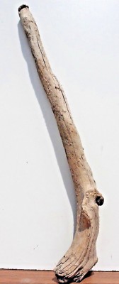 Schwemmholz  Treibholz  Driftwood  1  XL  Ast   Garderobe Design Unikat 