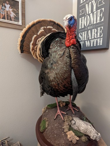 Merrium Turkey Full Body Mount - Picture 1 of 12