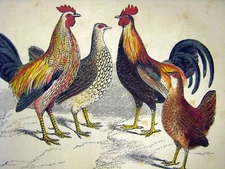 Chicken Rooster Fowl Hen Decorative Poster.Office Room Interior art Design.2443