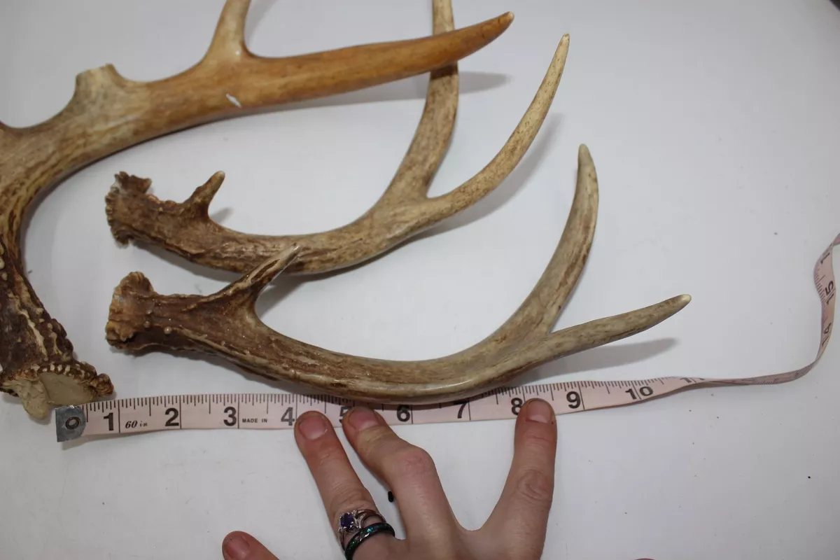 Elk antlers for sale for dogs cheap