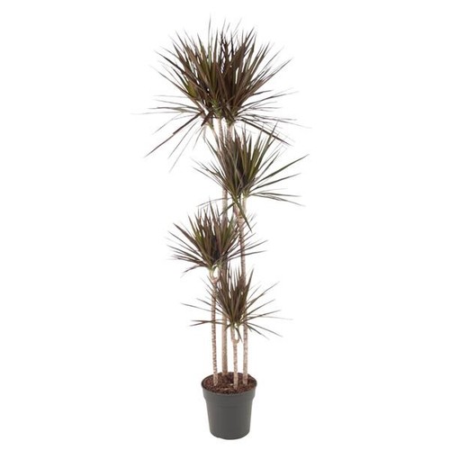Dracaena Magenta - 180 cm - ø27 - Bild 1 von 4