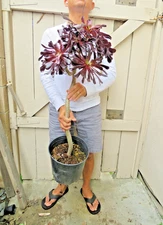 Aeonium black rose Succulent -C