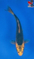 7" KI MATSUBA Live Koi Fish Garden Pond 11/10