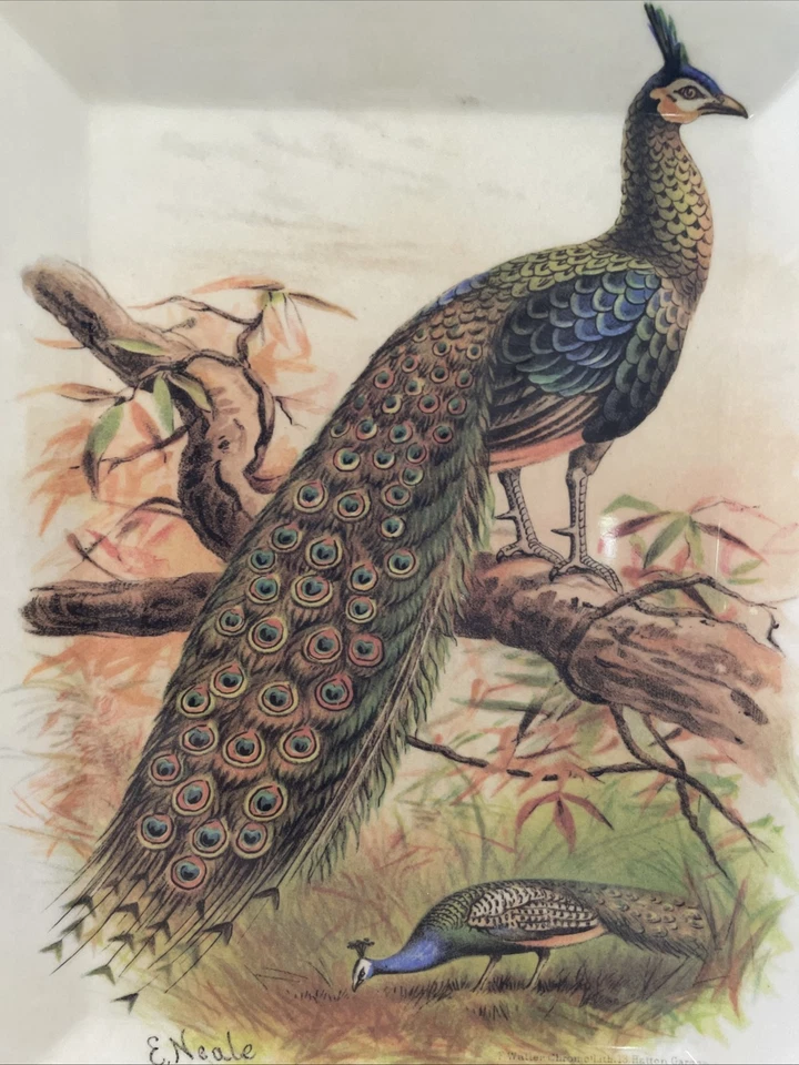 Pottery Barn Peacock Tray Pavo Muticus E Neale Melamine 16" x 12" Rectangle Read - Image 2 of 4