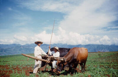 Two Mexican farmers pose fields their ox plow Mexico 1952 Old Photo 2