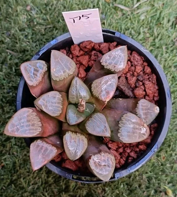 haworthia plant#15 imperfect, aboout 11cm Large, mature plant very well Rooted
Opens in a new window