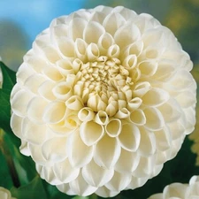 1 - BOOM BOOM WHITE Giant Ball Dahlia Bulb Tuber Clump  * MIDSUMMER BLOOMER