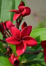 5 Deep Red Plumeria Seeds Perennial Flowers Seed Frangipani US SELLER