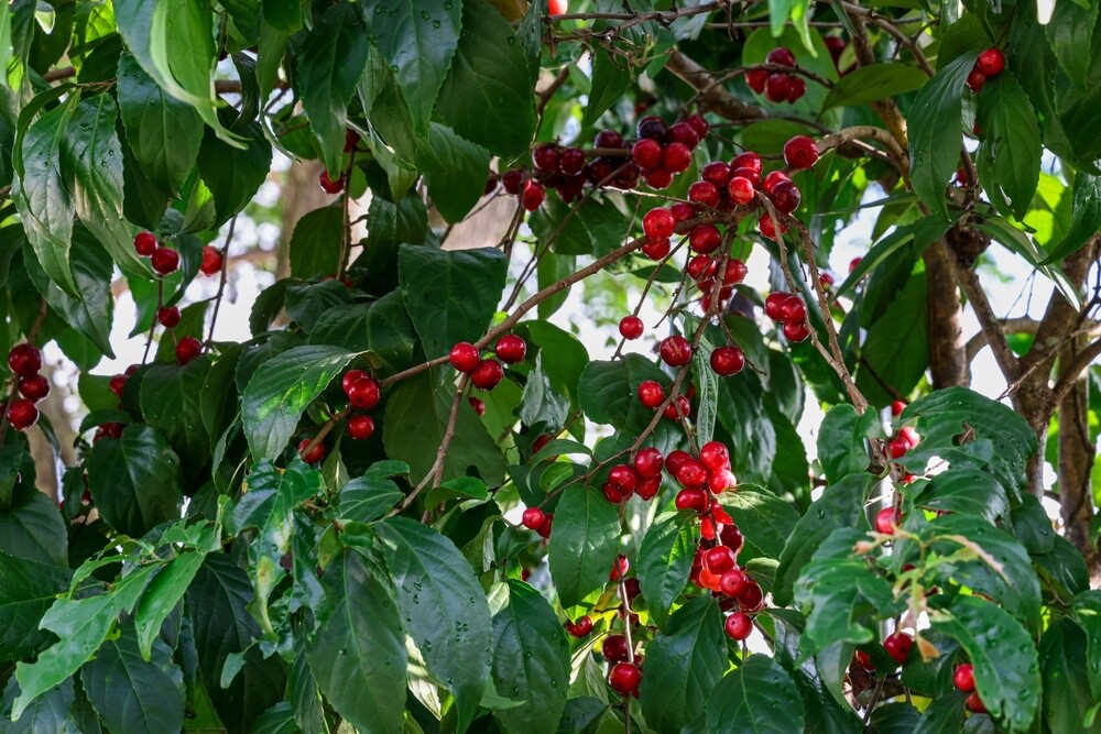 Jamaican Cherry Tree Seeds 30 Seeds | eBay