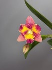 NEW! Unreleased 2027 Cattleya (Slc. Angel Eyes x Pot. Exotic Really — photo 2