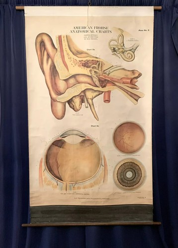 1918 Frohse Pulldown Anatomical Chart (Ear & Eye) by A.J. Nystrom & Co. Chicago - Picture 6 of 6