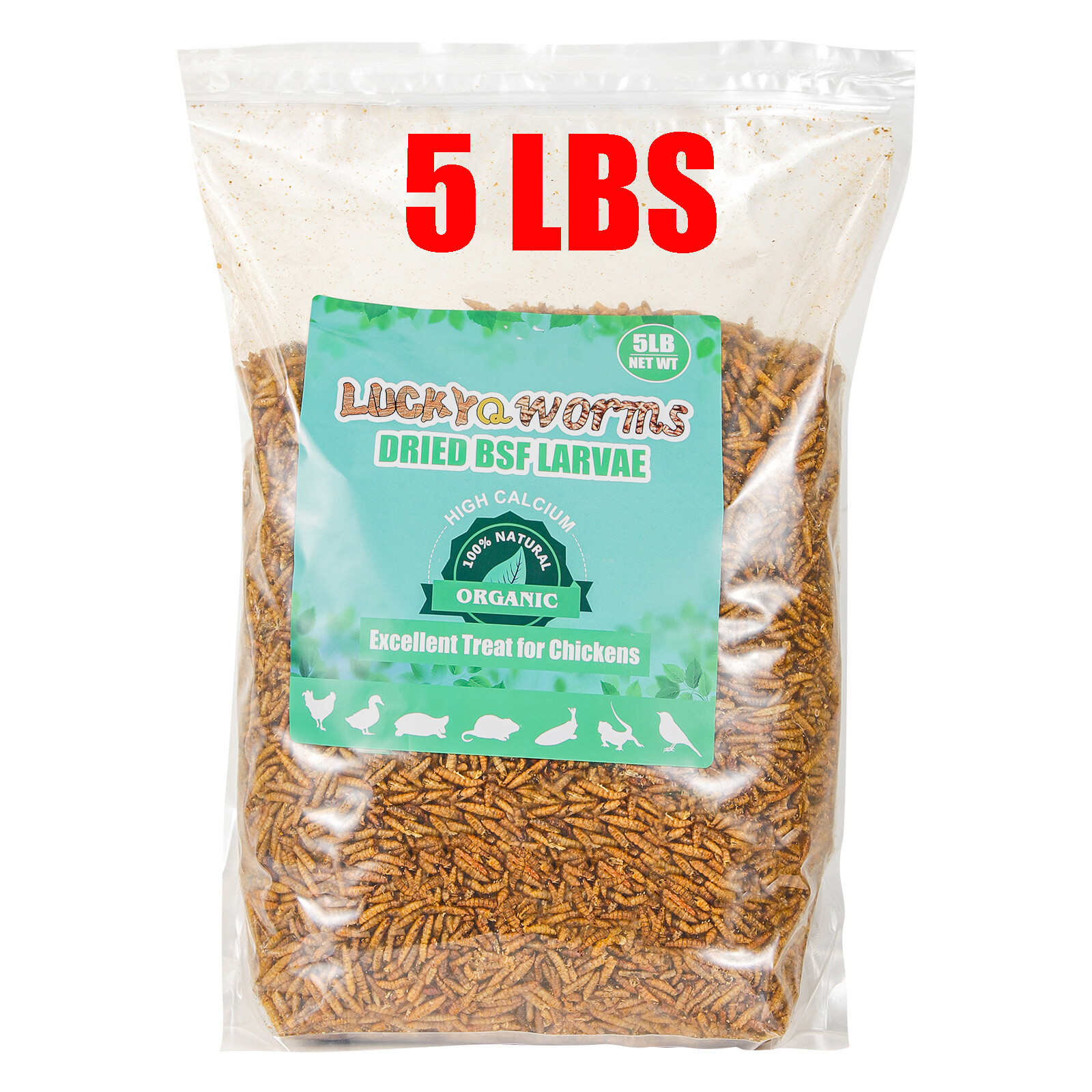 Bulk Bsfl