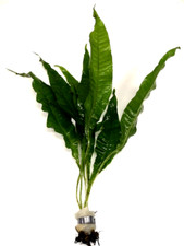 Java Fern "Large" Bunch Live Aquarium Aquatic Plants Microsorium Pteropus