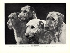 1930s Vintage Irish Wolfhound Print Champions Fonab Farnoge Cloghran 5326e
