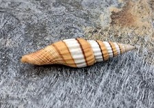 Compressed Miter Seashell Mitra Compressum (1 shell approx. 2+ inches)