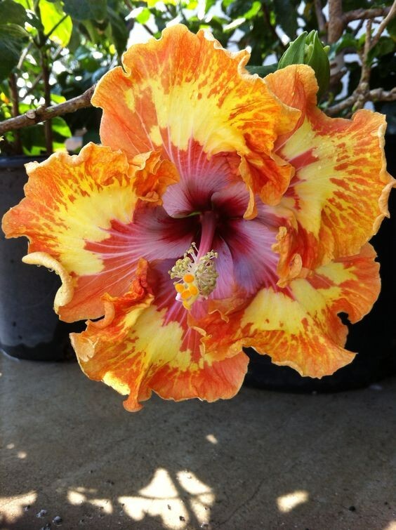 8000164 Plantas Maravillosas Hibisco Colorflor Naranja-Dorado Hibisco 5 Semillas