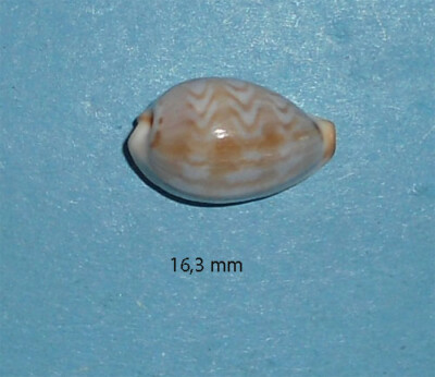 Cypraea Zic Zac Misella Mosambik 16,3 mm