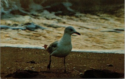 Ring-Billed Gull VTG Postcard UNP Unused Vintage Mirro-Krome Chrome
