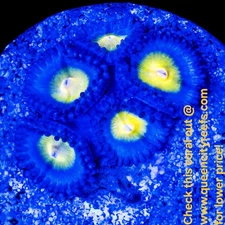 WYSIWYG WWC AOI Zoanthids Soft Coral Frag - Live Coral