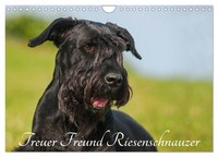Calendar 2027 · US Version · Faithful Friend Giant Schnauzer (Wall Calendar 2027