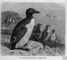 TROTTELLUMME FL&Uuml;GELTAUCHER Holzstich 1891 Vogel Ornithologie