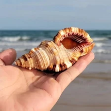 Cymatium Pileare Triton Natural Seashell Rare Real Beach Home Deco 2.75" Inch