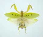 Mantidae -  Parymenopus davisoni (m)  Spread -OM70-2 - Malaysia - Very Rare