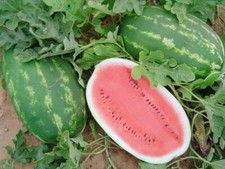 25 All Sweet Watermelon seeds descended from Crimson Sweet Fruit WT 25-35lb USA