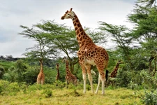 Standing Tall Giraffe Grazing in the Wild Photo Art Print Poster 18x12