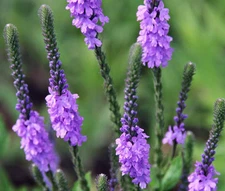 VERVAIN HOARY Verbena Stricta - 2,500 Bulk Seeds