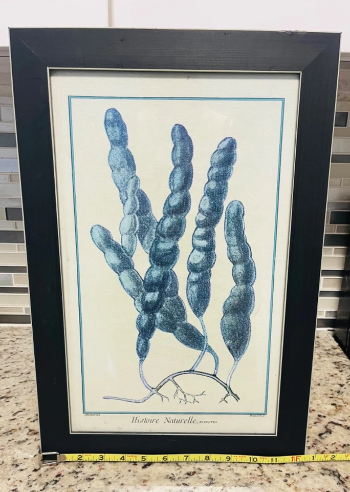 Arte emoldurada Historíe Naturelle, insetos algas mais coloridas - Imagem 4 de 4