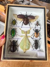 Set Mix Beetle Insect Phyllium Siccifolium Taxidermy Entomology Wood Box Display
