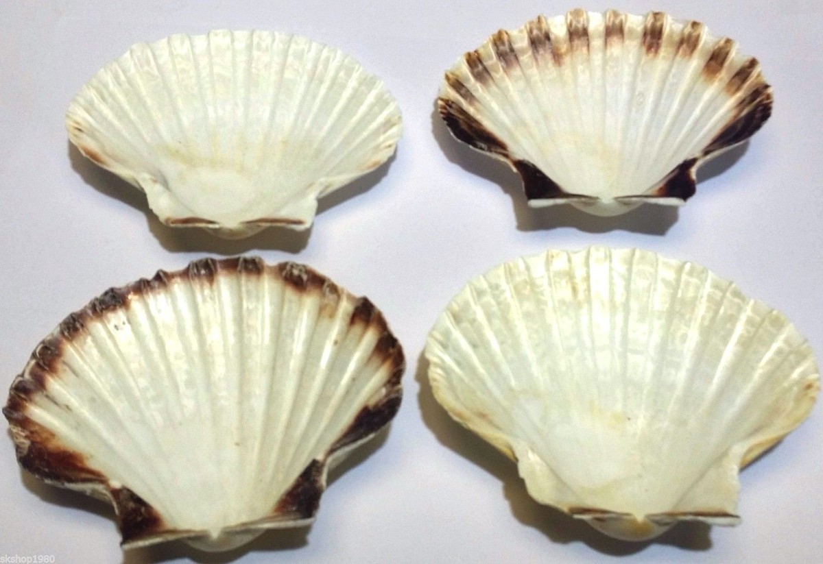 4 Natural Open Scallop Sea Shells Seashells White 4