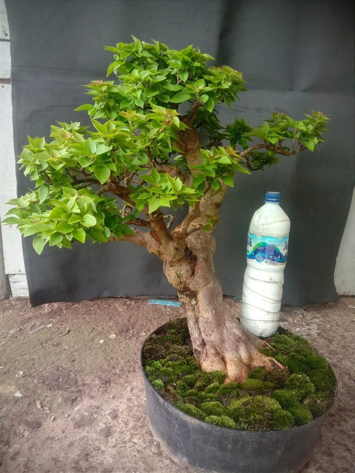 Bonsai Bougainvillea Galbra - Stunning Flowering Bonsai Tree