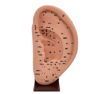 Ear Massage Model Massage Tools Anatomical Ear Model Ear Teaching Ear Learning
