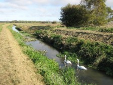 Photo A3 Swans in Monkton Engine Sluice Hoo/TR2964 This drainage channe c2010