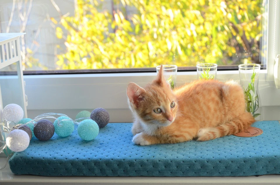 Katzenmatratze für Fensterbank Katzen Fensterbankliege Katzenkissen 50x20 & 100 - Bild 4 von 4