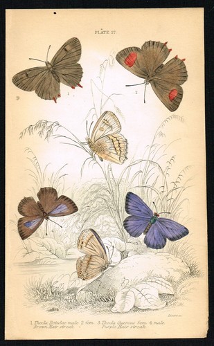 Lila Haarsteak & T.Betulae Schmetterlinge, handkolorierter antiker Druck - 1835 - Bild 6 von 7
