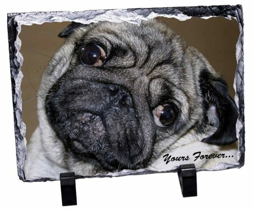 Swarovski Puppy Roxy The Pug Crystal Figurine Object very Rare F/S