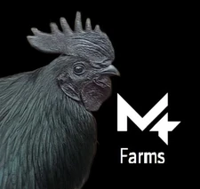 6+ Ayam Cemani hatching eggs
