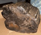 ~16 Ib Authentic Arizona Petrified Wood Rough Slab Chinle Formation Agatized Log — photo 9