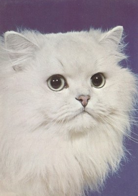 PANDORA weiße Chinchilla Katze Portrait Postkarte Waddingtons Nelke Lebensmittel