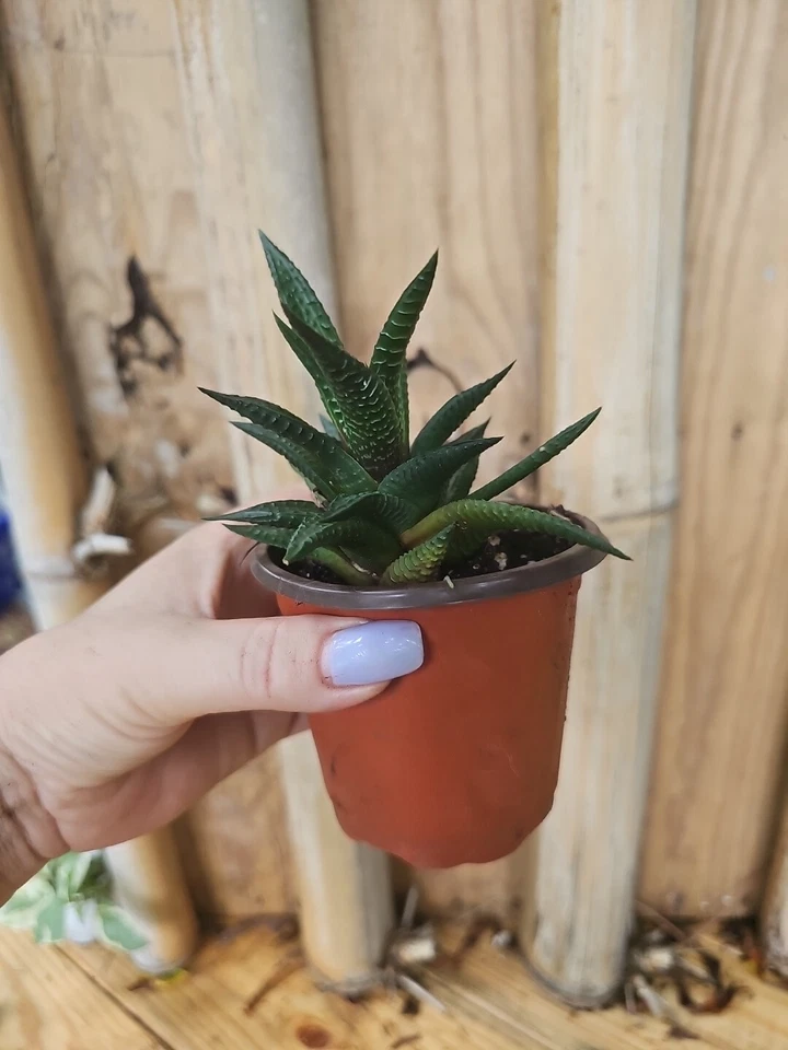 Planta viva suculenta rara de cactus Haworthia Limifolia  Foto 3 de 4