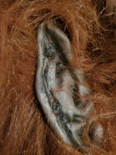 Werewolf Mask with hair Halloween Rubies Costume Co latex 14+ fur 2014 new with - Picture 12 of 12