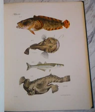 1842 De Kay Natural History of New York Zoology Hand-Colored Plates Complete 2v