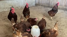 Rhode Island Red Fertile Hatching Eggs 10+2