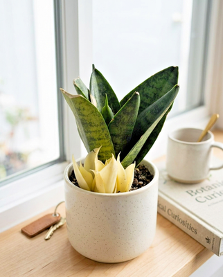 button succulent Buy Crassula String of Buttons