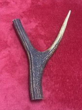 ONE PIECE OF DEER ANTLER, Y SHAPED FOR SLINGSHOTS, WALKING STICKS, ARTS (424)